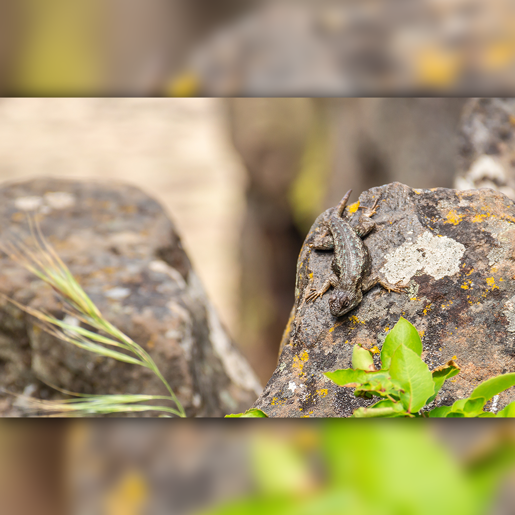 lizard