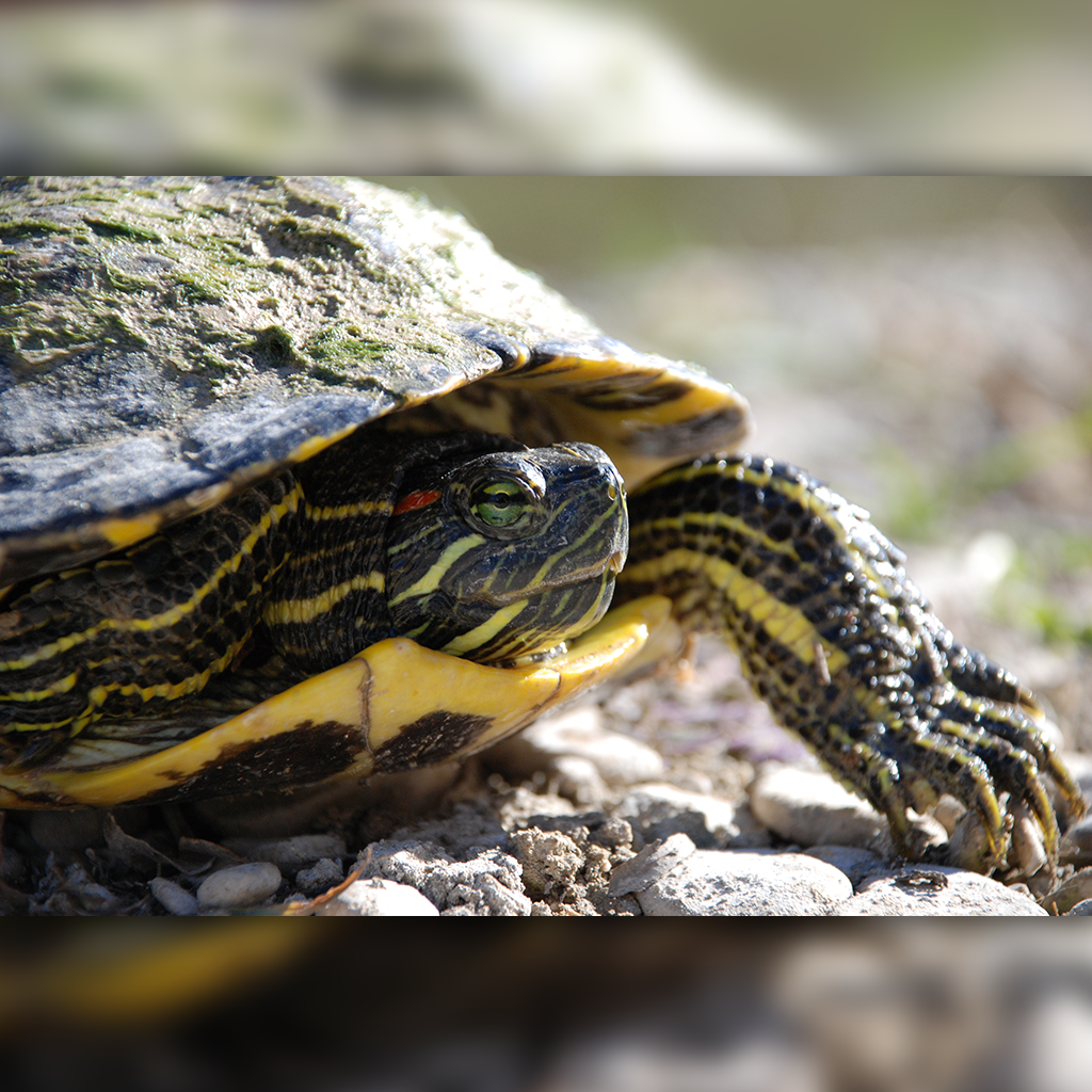 red eared slider