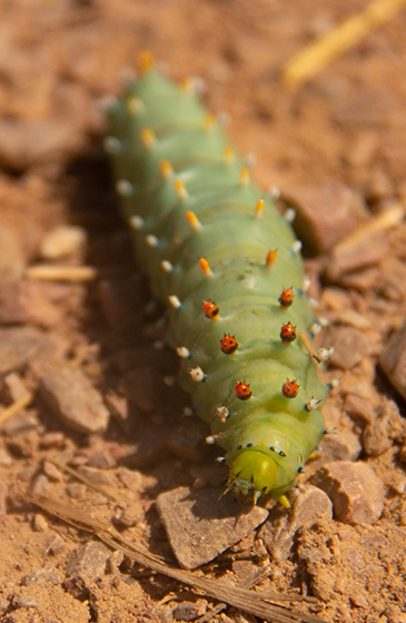 south dakota caterpillar