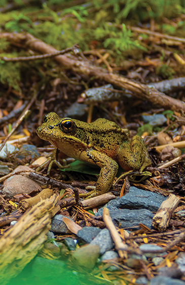 washington northern red legged frog